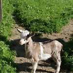 Peer